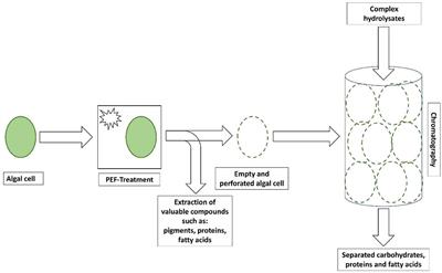 Can Pulsed Electric Fields Treated Algal Cells Be Used as Stationary Phase in Chromatography?